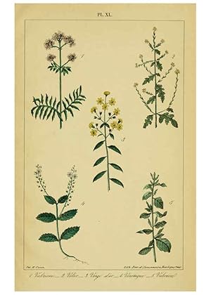 Image du vendeur pour Reproduccin/Reproduction 6459830081: Trait pratique et raisonn des plantes mdicinales indignes. 1868. Paris,P. Asselin,1868 mis en vente par EL BOLETIN