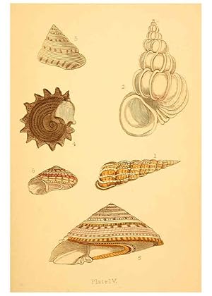 Immagine del venditore per Reproduccin/Reproduction 6461047787: Beautiful shells London :Groombridge and Sons,1856 venduto da EL BOLETIN