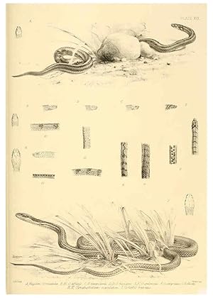 Image du vendeur pour Reproduccin/Reproduction 6459728299: The reptiles of British India London :Pub. for the Ray society by R. Hardwicke,1864 mis en vente par EL BOLETIN