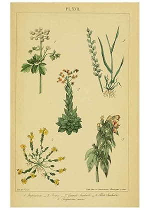 Image du vendeur pour Reproduccin/Reproduction 6459820275: Trait pratique et raisonn des plantes mdicinales indignes. 1868. Paris,P. Asselin,1868 mis en vente par EL BOLETIN