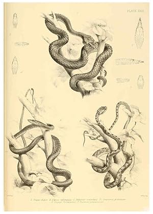 Image du vendeur pour Reproduccin/Reproduction 6459729959: The reptiles of British India London :Pub. for the Ray society by R. Hardwicke,1864 mis en vente par EL BOLETIN