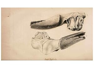 Seller image for Reproduccin/Reproduction 6883336608: American natural history. Philadelphia,H.C. Carey & I. Lea,1826-28 for sale by EL BOLETIN