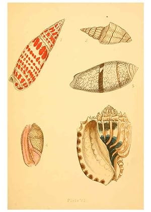 Immagine del venditore per Reproduccin/Reproduction 6461050563: Beautiful shells London :Groombridge and Sons,1856 venduto da EL BOLETIN