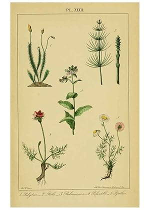 Image du vendeur pour Reproduccin/Reproduction 6459825795: Trait pratique et raisonn des plantes mdicinales indignes. 1868. Paris,P. Asselin,1868 mis en vente par EL BOLETIN