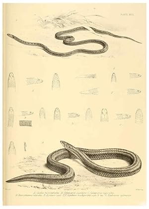 Image du vendeur pour Reproduccin/Reproduction 6459727951: The reptiles of British India London :Pub. for the Ray society by R. Hardwicke,1864 mis en vente par EL BOLETIN