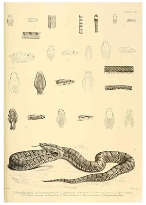 Image du vendeur pour Reproduccin/Reproduction 6459730345: The reptiles of British India London :Pub. for the Ray society by R. Hardwicke,1864 mis en vente par EL BOLETIN