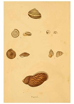 Immagine del venditore per Reproduccin/Reproduction 6461046147: Beautiful shells London :Groombridge and Sons,1856 venduto da EL BOLETIN