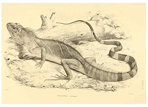 Image du vendeur pour Reproduccin/Reproduction 6459726873: The reptiles of British India London :Pub. for the Ray society by R. Hardwicke,1864 mis en vente par EL BOLETIN