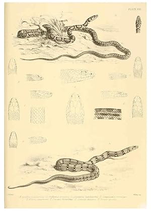 Image du vendeur pour Reproduccin/Reproduction 6459729027: The reptiles of British India London :Pub. for the Ray society by R. Hardwicke,1864 mis en vente par EL BOLETIN