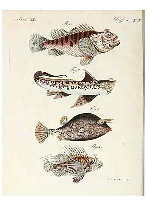 Seller image for Reproduccin/Reproduction 6856607648: Porte-feuille instructif et amusant pour la jeunesse :. vienne,Chez Antoine Pichler,1807. for sale by EL BOLETIN