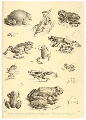 Image du vendeur pour Reproduccin/Reproduction 6459731381: The reptiles of British India London :Pub. for the Ray society by R. Hardwicke,1864 mis en vente par EL BOLETIN