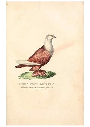 Seller image for Reproduccin/Reproduction 6896436336: Les pigeons. Paris,Audot,1824. for sale by EL BOLETIN