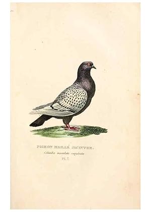 Seller image for Reproduccin/Reproduction 7042535825: Les pigeons. Paris,Audot,1824. for sale by EL BOLETIN