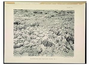 Seller image for Reproduccin/Reproduction 6898564646: The Great Barrier Reef of Australia;. London :W.H. Allen,[1893] for sale by EL BOLETIN