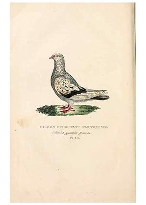 Imagen del vendedor de Reproduccin/Reproduction 6896447516: Les pigeons. Paris,Audot,1824. a la venta por EL BOLETIN