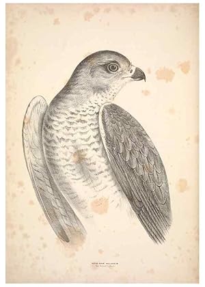 Seller image for Reproduccin/Reproduction 6797511618: Companion to Goulds Handbook; or, Synopsis of the birds of Australia. Brisbane,Thorne & Greenwell,1877. for sale by EL BOLETIN