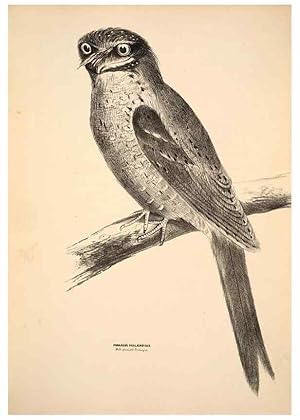 Seller image for Reproduccin/Reproduction 6943631453: Companion to Goulds Handbook; or, Synopsis of the birds of Australia. Brisbane,Thorne & Greenwell,1877. for sale by EL BOLETIN