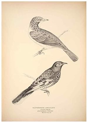 Seller image for Reproduccin/Reproduction 6797532558: Companion to Goulds Handbook; or, Synopsis of the birds of Australia. Brisbane,Thorne & Greenwell,1877. for sale by EL BOLETIN