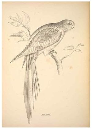 Seller image for Reproduccin/Reproduction 6943654437: Companion to Goulds Handbook; or, Synopsis of the birds of Australia. Brisbane,Thorne & Greenwell,1877. for sale by EL BOLETIN