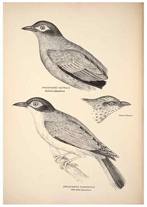 Seller image for Reproduccin/Reproduction 6797530068: Companion to Goulds Handbook; or, Synopsis of the birds of Australia. Brisbane,Thorne & Greenwell,1877. for sale by EL BOLETIN