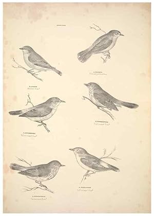 Seller image for Reproduccin/Reproduction 6943640923: Companion to Goulds Handbook; or, Synopsis of the birds of Australia. Brisbane,Thorne & Greenwell,1877. for sale by EL BOLETIN