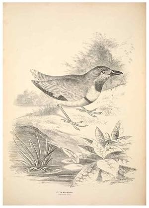 Seller image for Reproduccin/Reproduction 6797527416: Companion to Goulds Handbook; or, Synopsis of the birds of Australia. Brisbane,Thorne & Greenwell,1877. for sale by EL BOLETIN