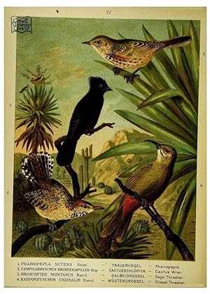 Immagine del venditore per Reproduccin/Reproduction 6916115745: Our native birds of song and beauty,. Milwaukee,G. Brumder,1893-96. venduto da EL BOLETIN