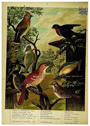 Immagine del venditore per Reproduccin/Reproduction 6916116557: Our native birds of song and beauty,. Milwaukee,G. Brumder,1893-96. venduto da EL BOLETIN