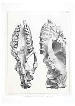 Seller image for Reproduccin/Reproduction 6800342932: The extinct mammalian fauna of Dakota and Nebraska :. Philadelphia :Published for the Academy, by J.B. Lippincott,1869. for sale by EL BOLETIN