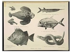 Seller image for Reproduccin/Reproduction 7044669807: The Great Barrier Reef of Australia;. London :W.H. Allen,[1893] for sale by EL BOLETIN