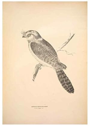 Seller image for Reproduccin/Reproduction 6943630867: Companion to Goulds Handbook; or, Synopsis of the birds of Australia. Brisbane,Thorne & Greenwell,1877. for sale by EL BOLETIN