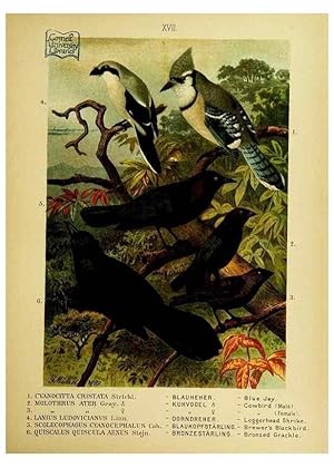 Immagine del venditore per Reproduccin/Reproduction 6916125561: Our native birds of song and beauty,. Milwaukee,G. Brumder,1893-96. venduto da EL BOLETIN