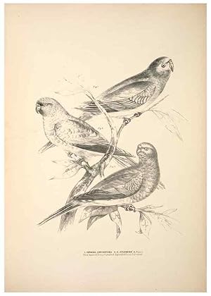 Seller image for Reproduccin/Reproduction 6797540242: Companion to Goulds Handbook; or, Synopsis of the birds of Australia. Brisbane,Thorne & Greenwell,1877. for sale by EL BOLETIN