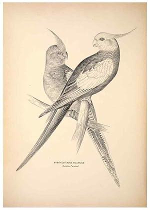 Seller image for Reproduccin/Reproduction 6943656827: Companion to Goulds Handbook; or, Synopsis of the birds of Australia. Brisbane,Thorne & Greenwell,1877. for sale by EL BOLETIN