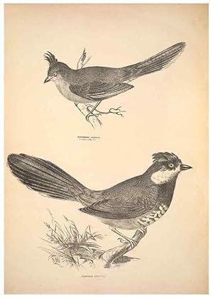 Seller image for Reproduccin/Reproduction 6797523922: Companion to Goulds Handbook; or, Synopsis of the birds of Australia. Brisbane,Thorne & Greenwell,1877. for sale by EL BOLETIN