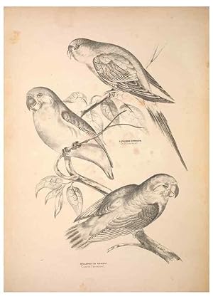 Seller image for Reproduccin/Reproduction 6797541498: Companion to Goulds Handbook; or, Synopsis of the birds of Australia. Brisbane,Thorne & Greenwell,1877. for sale by EL BOLETIN