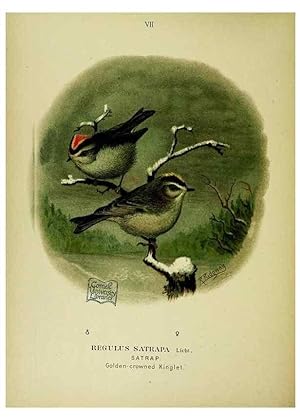 Immagine del venditore per Reproduccin/Reproduction 6916117675: Our native birds of song and beauty,. Milwaukee,G. Brumder,1893-96. venduto da EL BOLETIN