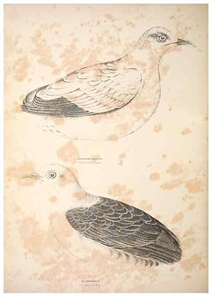 Seller image for Reproduccin/Reproduction 6943659041: Companion to Goulds Handbook; or, Synopsis of the birds of Australia. Brisbane,Thorne & Greenwell,1877. for sale by EL BOLETIN