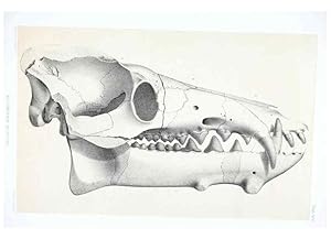 Seller image for Reproduccin/Reproduction 6946447099: The extinct mammalian fauna of Dakota and Nebraska :. Philadelphia :Published for the Academy, by J.B. Lippincott,1869. for sale by EL BOLETIN