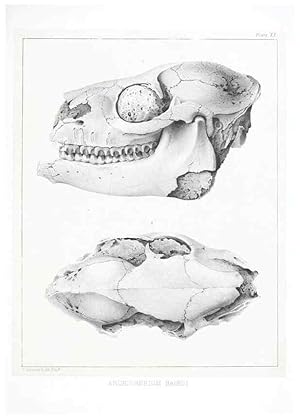 Seller image for Reproduccin/Reproduction 6946448463: The extinct mammalian fauna of Dakota and Nebraska :. Philadelphia :Published for the Academy, by J.B. Lippincott,1869. for sale by EL BOLETIN