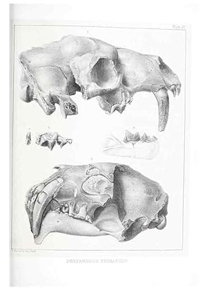 Seller image for Reproduccin/Reproduction 6946443289: The extinct mammalian fauna of Dakota and Nebraska :. Philadelphia :Published for the Academy, by J.B. Lippincott,1869. for sale by EL BOLETIN