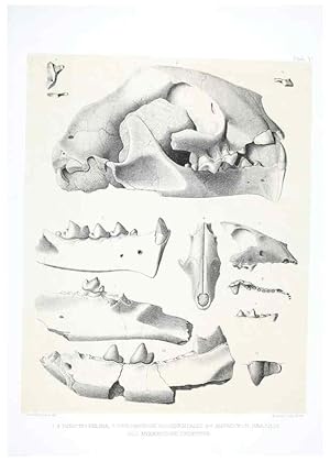 Seller image for Reproduccin/Reproduction 6800336920: The extinct mammalian fauna of Dakota and Nebraska :. Philadelphia :Published for the Academy, by J.B. Lippincott,1869. for sale by EL BOLETIN