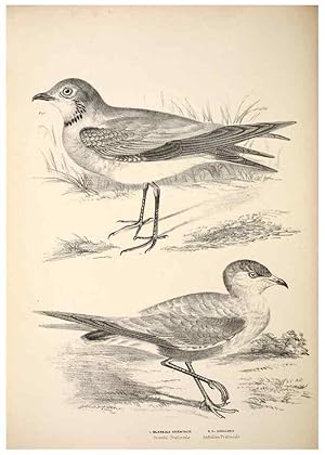 Seller image for Reproduccin/Reproduction 6797550058: Companion to Goulds Handbook; or, Synopsis of the birds of Australia. Brisbane,Thorne & Greenwell,1877. for sale by EL BOLETIN