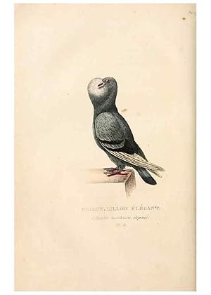 Imagen del vendedor de Reproduccin/Reproduction 6896438622: Les pigeons. Paris,Audot,1824. a la venta por EL BOLETIN