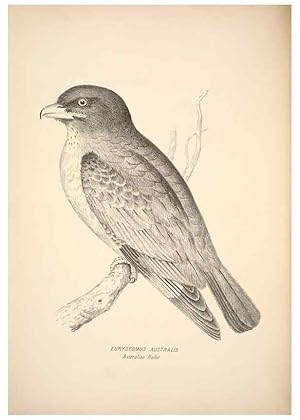 Seller image for Reproduccin/Reproduction 6943634039: Companion to Goulds Handbook; or, Synopsis of the birds of Australia. Brisbane,Thorne & Greenwell,1877. for sale by EL BOLETIN