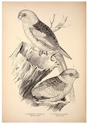 Seller image for Reproduccin/Reproduction 6943655397: Companion to Goulds Handbook; or, Synopsis of the birds of Australia. Brisbane,Thorne & Greenwell,1877. for sale by EL BOLETIN