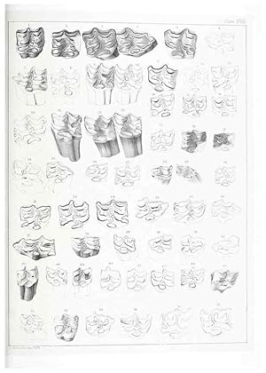 Seller image for Reproduccin/Reproduction 6800341258: The extinct mammalian fauna of Dakota and Nebraska :. Philadelphia :Published for the Academy, by J.B. Lippincott,1869. for sale by EL BOLETIN