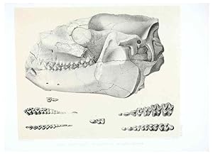 Seller image for Reproduccin/Reproduction 6946446157: The extinct mammalian fauna of Dakota and Nebraska :. Philadelphia :Published for the Academy, by J.B. Lippincott,1869. for sale by EL BOLETIN