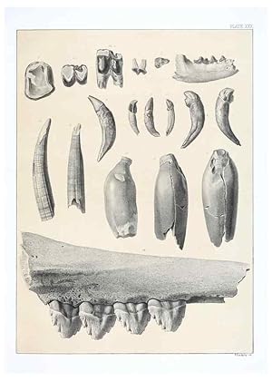 Seller image for Reproduccin/Reproduction 6800346230: The extinct mammalian fauna of Dakota and Nebraska :. Philadelphia :Published for the Academy, by J.B. Lippincott,1869. for sale by EL BOLETIN