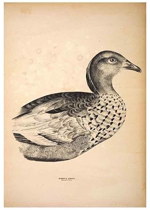 Seller image for Reproduccin/Reproduction 6797555134: Companion to Goulds Handbook; or, Synopsis of the birds of Australia. Brisbane,Thorne & Greenwell,1877. for sale by EL BOLETIN